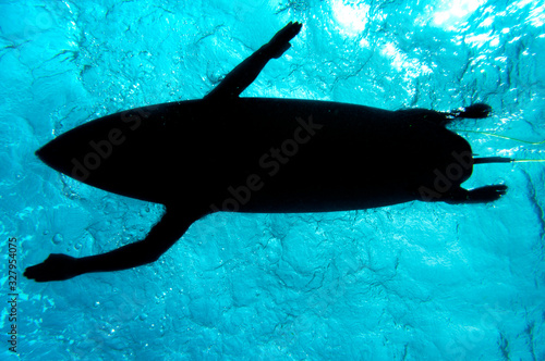 Surfer from below at Bondi Beach, Australia photo