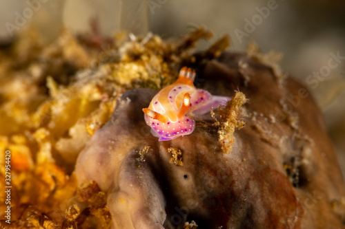 Fototapeta Naklejka Na Ścianę i Meble -  The most beautiful underwater snails of the Indian and Pacific Ocean