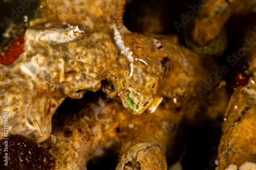 The most beautiful underwater snails of the Indian and Pacific Ocean