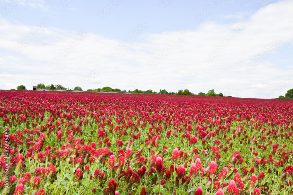 Red italian clover field 