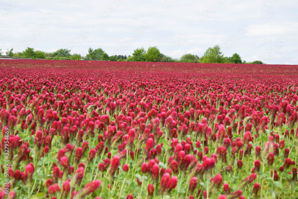 Field of red crimson clover 