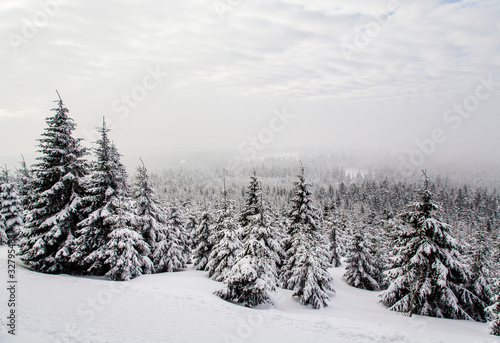 Bäume auf dem Brocken im Harz