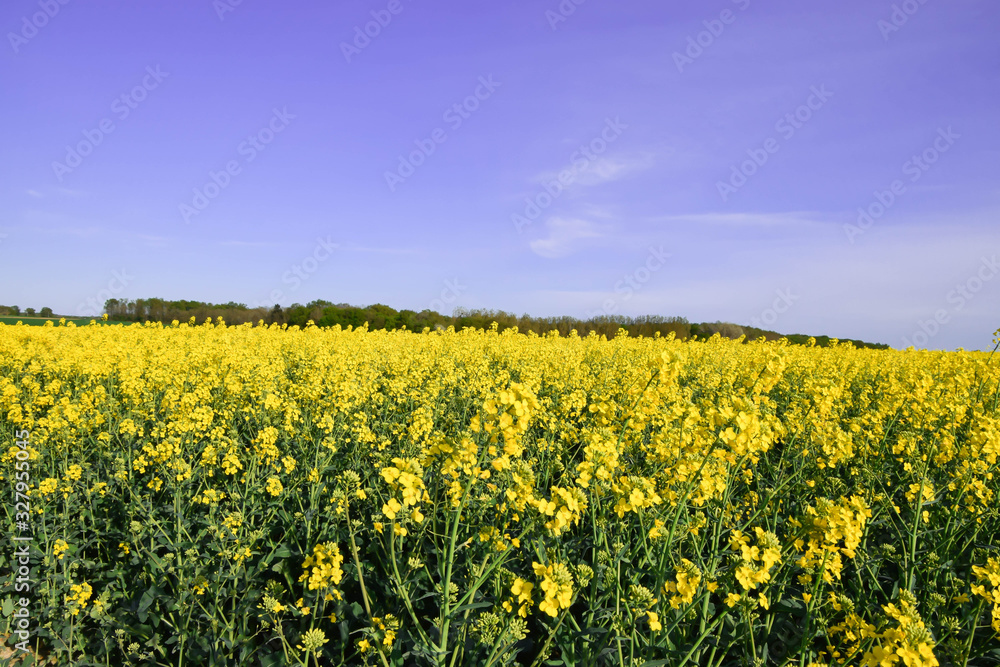 Canola or rapeseed yellow field of oilseed rape