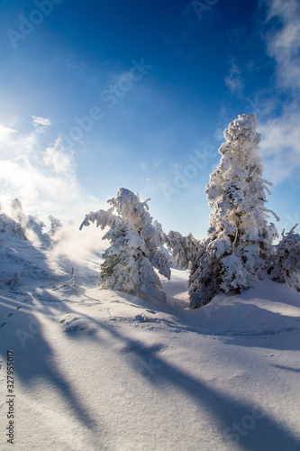 Bäume auf dem Brocken im Harz © Joerg Farys