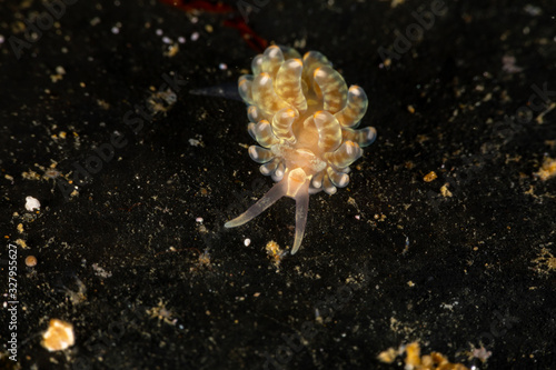 The most beautiful underwater snails of the Indian and Pacific Ocean