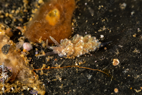 The most beautiful underwater snails of the Indian and Pacific Ocean