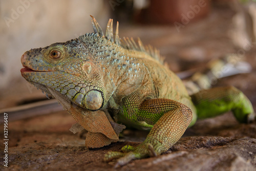 green iguana