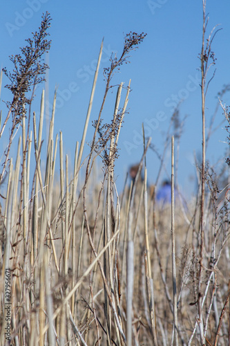 Dried grasses against blue sky