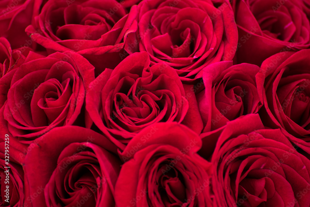 Fototapeta premium red roses background