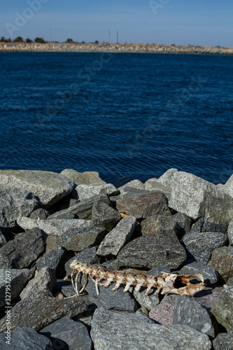 Animal skeleton on rocks in front of water