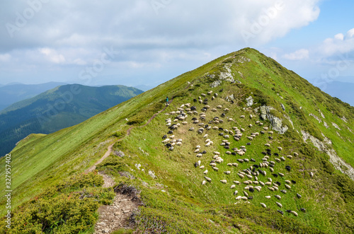 Mountainous region Marmarosy shepherds hutsuly lead the flock of fluffy sheep on the alpine mountain pasture on cloudy weather in anticipation of rain  Ukraine 