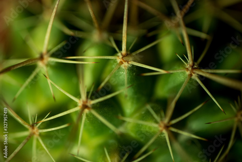 Close up of a Cactus  vegetation