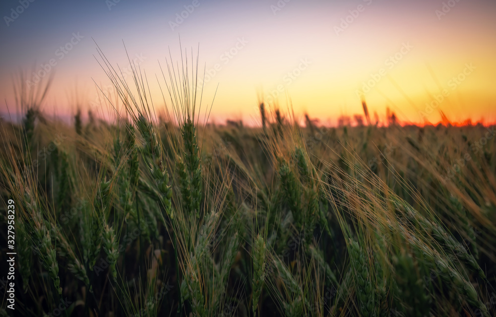 Wheat field at sunset. Beautiful evening landscape. Spikelets of wheat turn yellow. Magic colors of sunset light