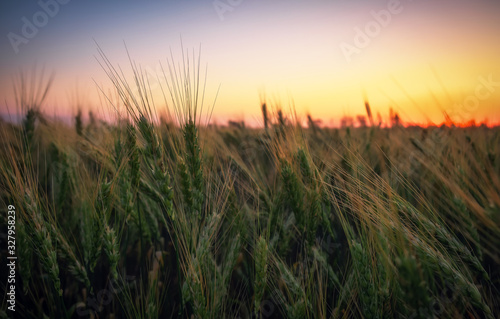 Wheat field at sunset. Beautiful evening landscape. Spikelets of wheat turn yellow. Magic colors of sunset light