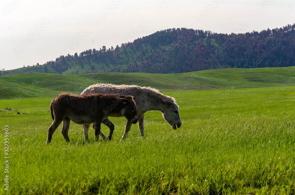 Donkey Duo enjoying a sunny day in a field 