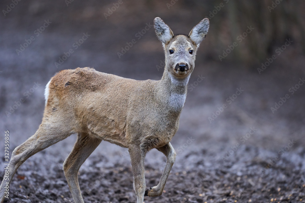 Roe deer in the forest Roe deer in the forest