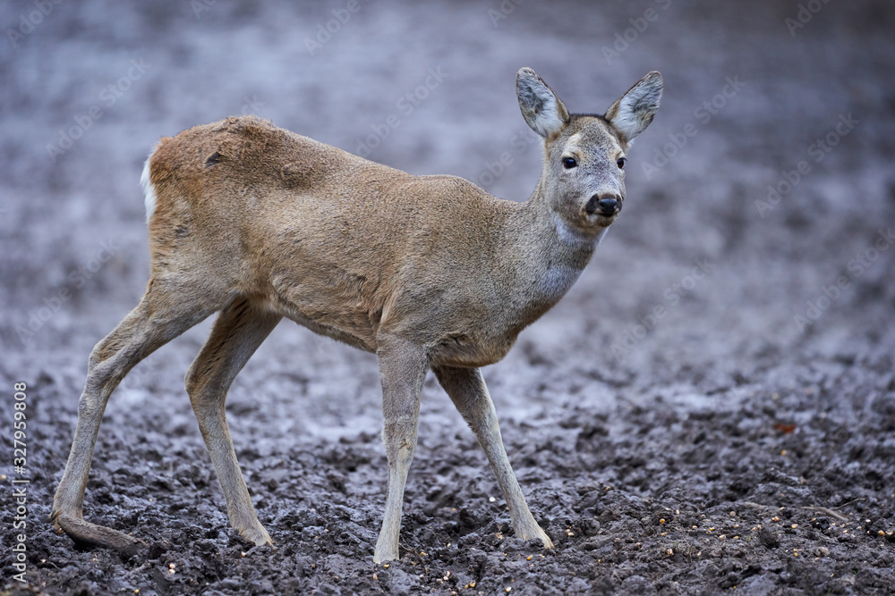 Fototapeta premium Roe deer in the forest