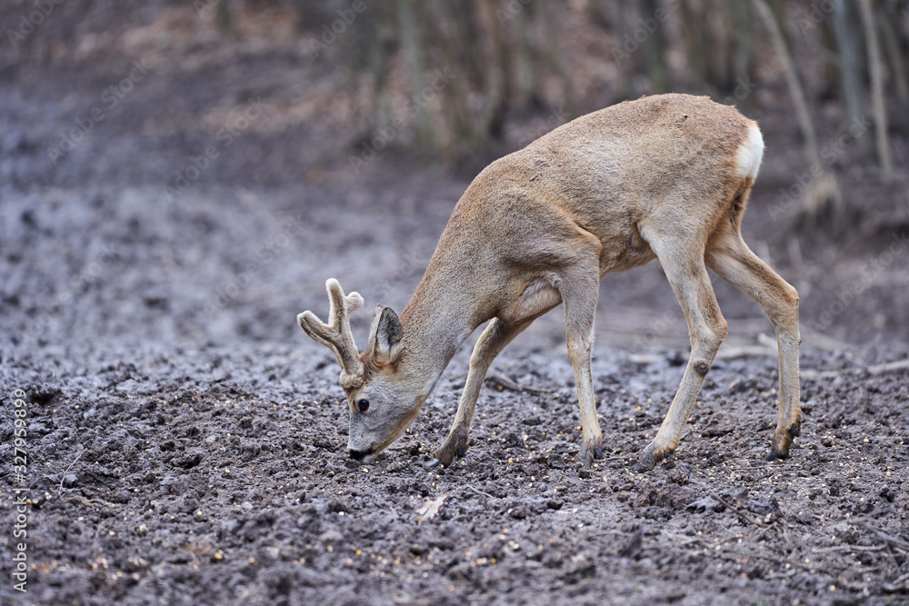 Fototapeta premium Roebuck in the forest