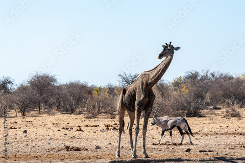 One Angolan Giraffe - Giraffa giraffa angolensis- and one Orynx - Oryx gazelle- near a waterhole in Etosha national park  Namibia.