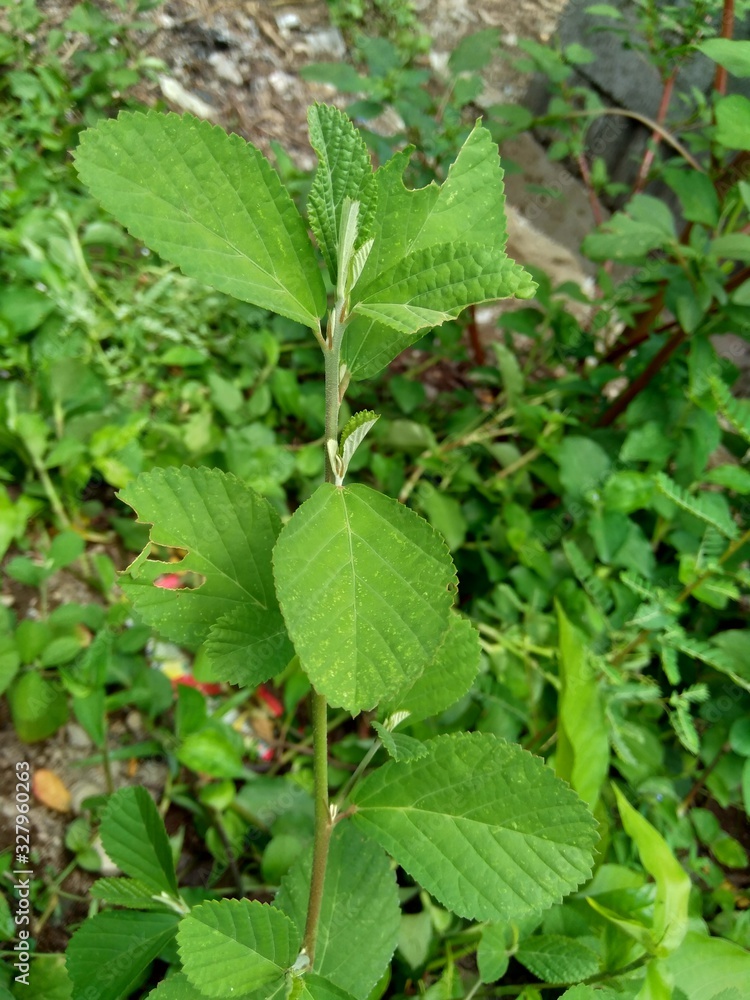 Green sida rhombifolia in the nature background Green sida rhombifolia in the nature background