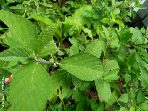 Green sida rhombifolia in the nature background