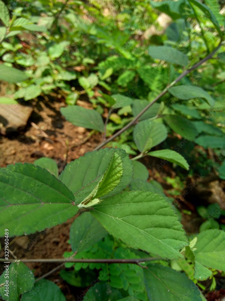 Green sida rhombifolia in the nature background Green sida rhombifolia in the nature background