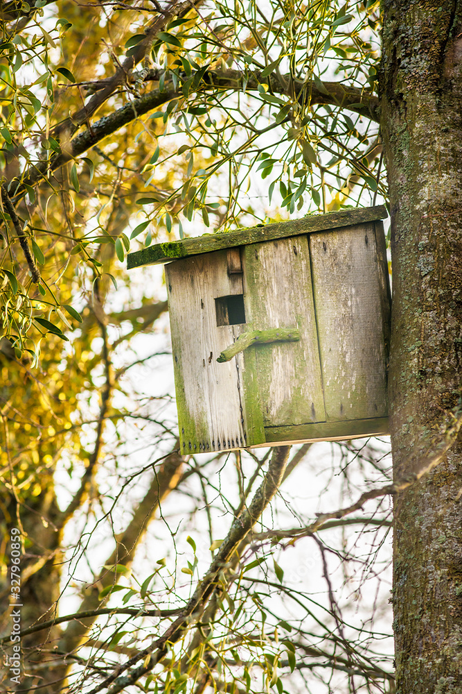 Nesting-box on the e tree in a forest in spring