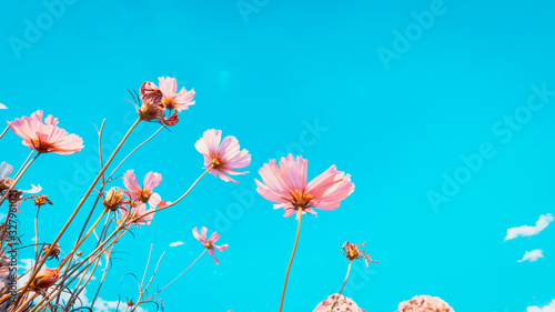 Beautiful cosmos flowers in vintage tones for the background.