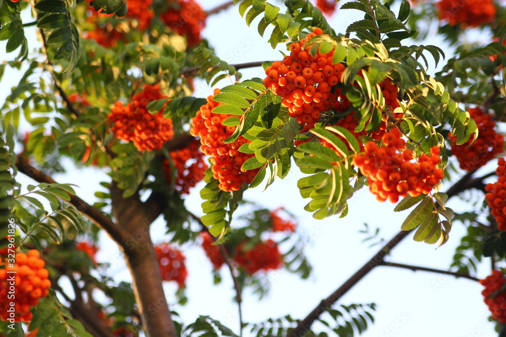 rowan berries, bunch of rowan berries in the sun rowan berries, bunch of rowan berries in the sun