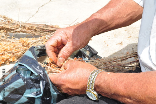 hardworking hands selected flowers in the field