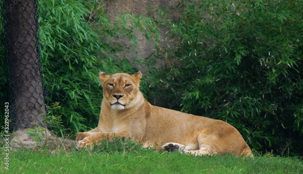 Beautiful Lioness Resting in Grass, Zoo Animals Beautiful Lioness Resting in Grass, Zoo Animals