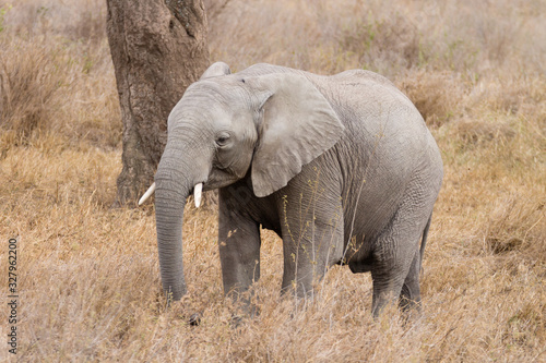 Herd of elephants from Serengeti National Park, Tanzania, Africa © elleonzebon