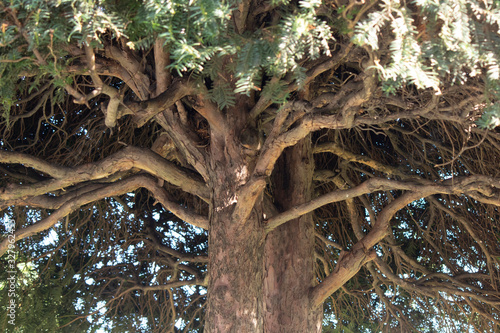 Photo of Torreya taxifolia tree. An endemic plant species in endangered species. Top class torreya.
