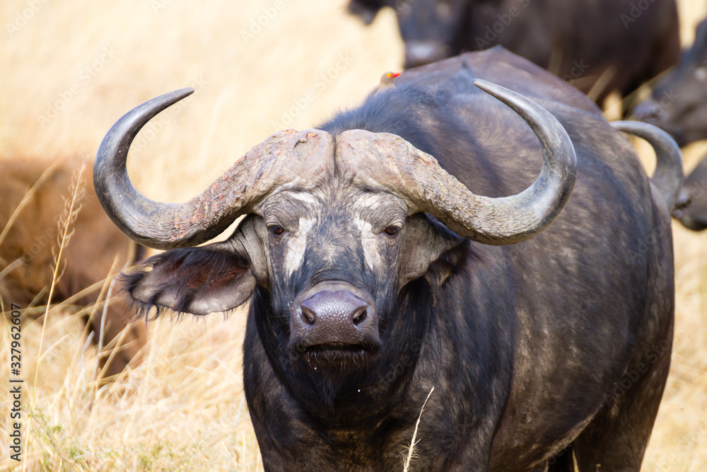 Rideaux Cape buffalo from Serengeti National Park, Tanzania, Africa -  Nikkel-Art.fr