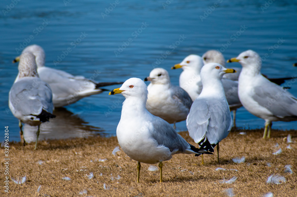 Obraz premium Birds near river