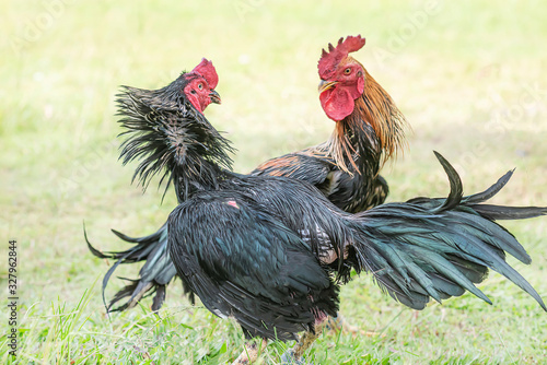 Billede på lærred Training a cockfight on the lawn, Asia.