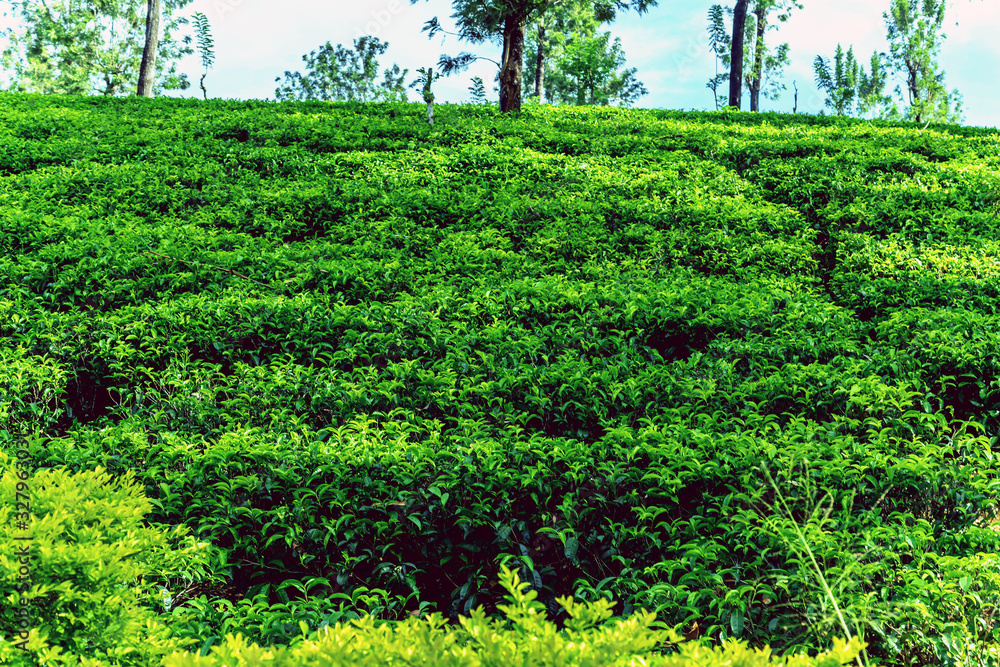 Green tea bud and fresh leaves of Sri Lanka Green tea bud and fresh leaves of Sri Lanka