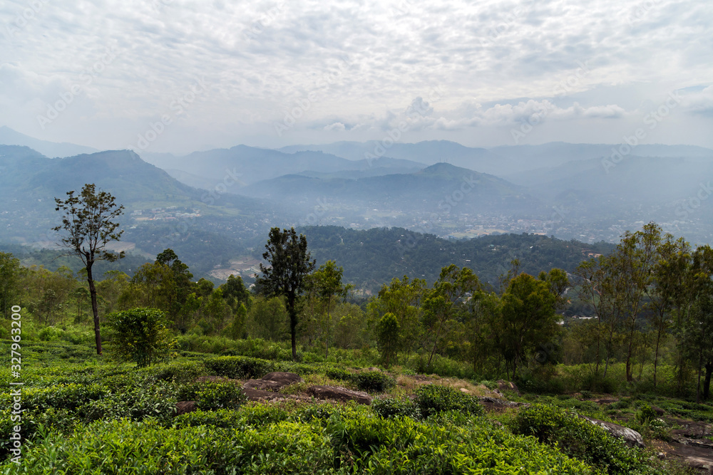 Fototapeta premium Green tea bud and fresh leaves of Sri Lanka