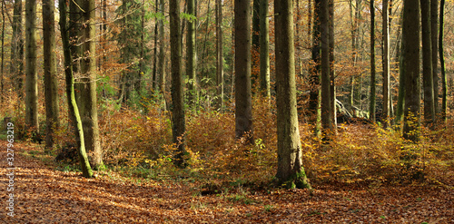 Autumn Forest © David K. Marti