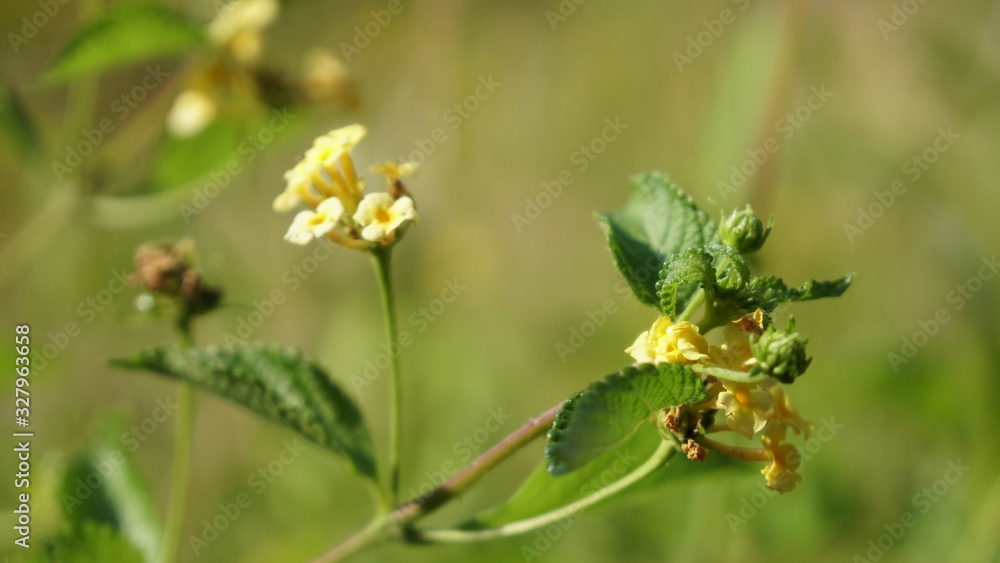 Flor amarilla Flor amarilla