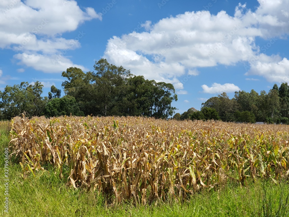 Obraz premium plantação de milho seco