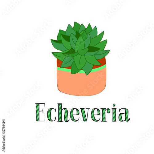 Vector drawing of an echeveria succulent in a pot. vector inscription of words - echeveria.