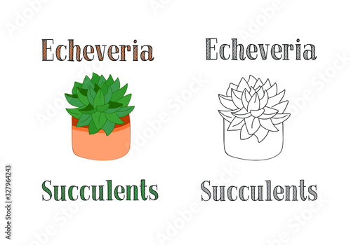 Vector drawing of an echeveria succulent in a pot. vector inscription of words - echeveria, succulents. two options - color and black and white.