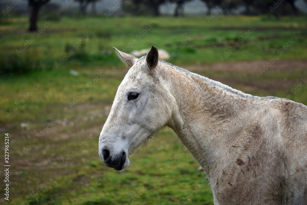 caballo 