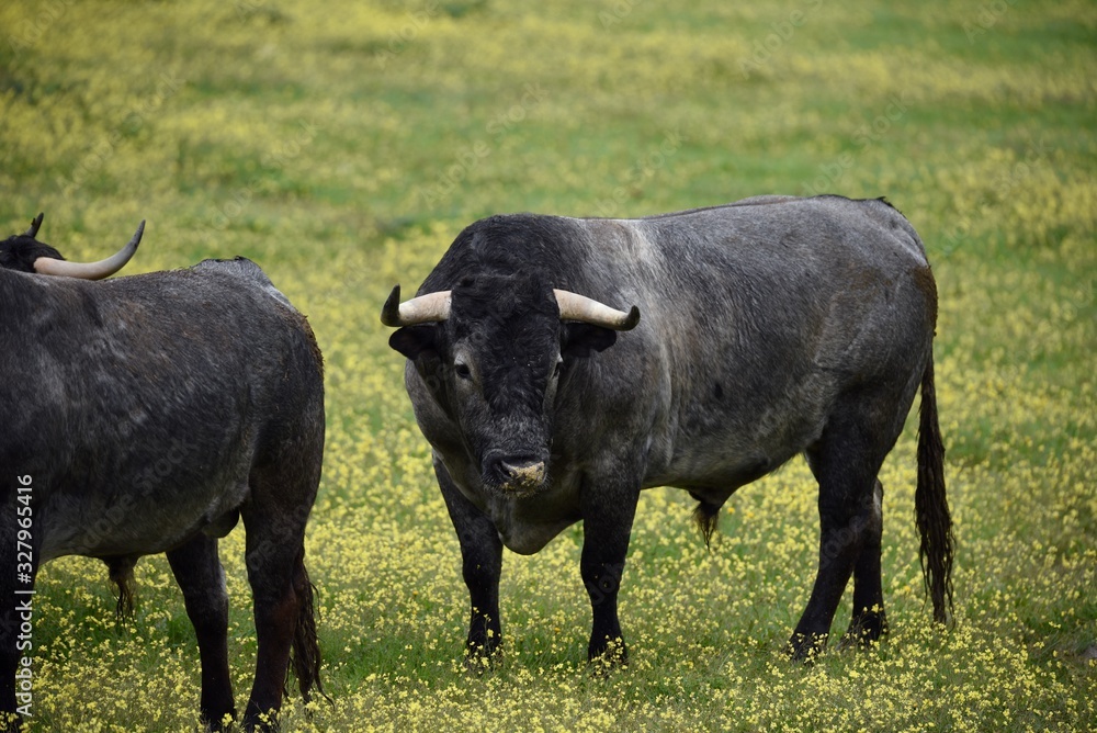toro bravo en el campo