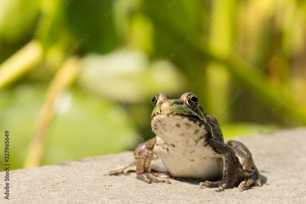 Fototapeta premium Closeup of funny croaking frog with bulging eyes.