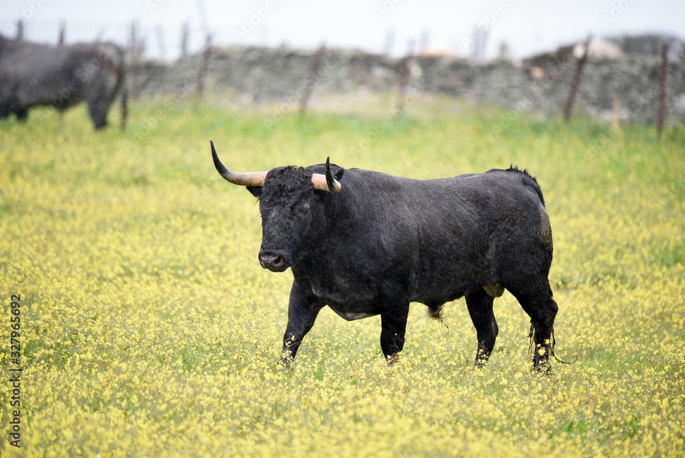 toro bravo en el campo toro bravo en el campo
