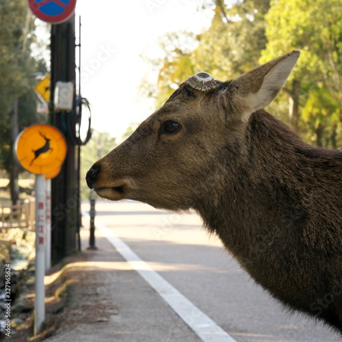 Nara,Japan-February 21, 2020: Deer at pedestrian crossing at Nara Park photo