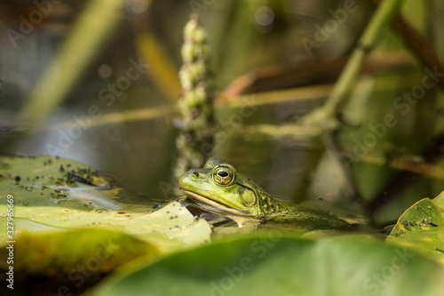 Frog in a pond with big bulging eyes , hiding behind lily pads.