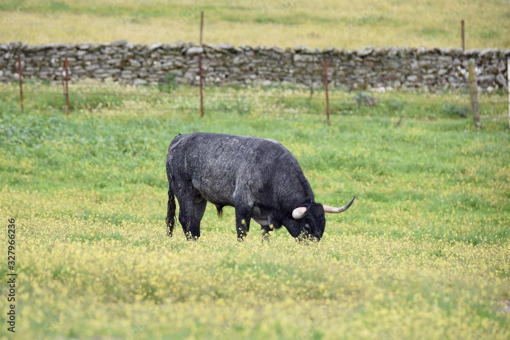 toro bravo en el campo toro bravo en el campo